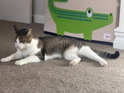 Lost Female Cat last seen Oxnard park , Friendswood, TX 77546