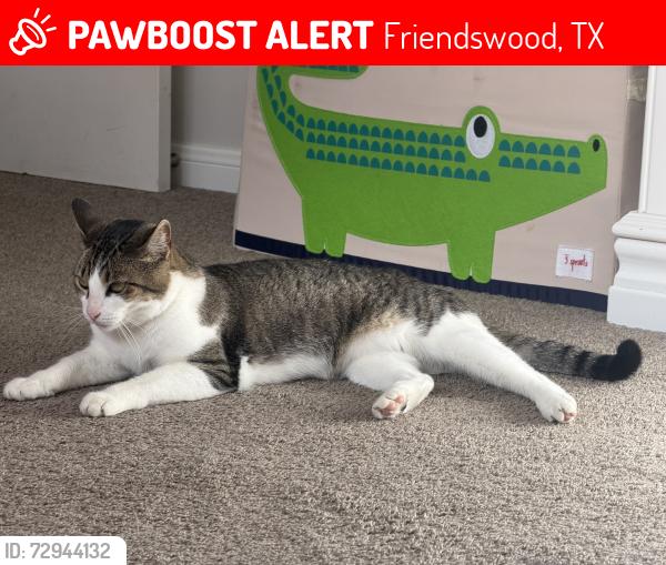 Lost Female Cat last seen Oxnard park , Friendswood, TX 77546