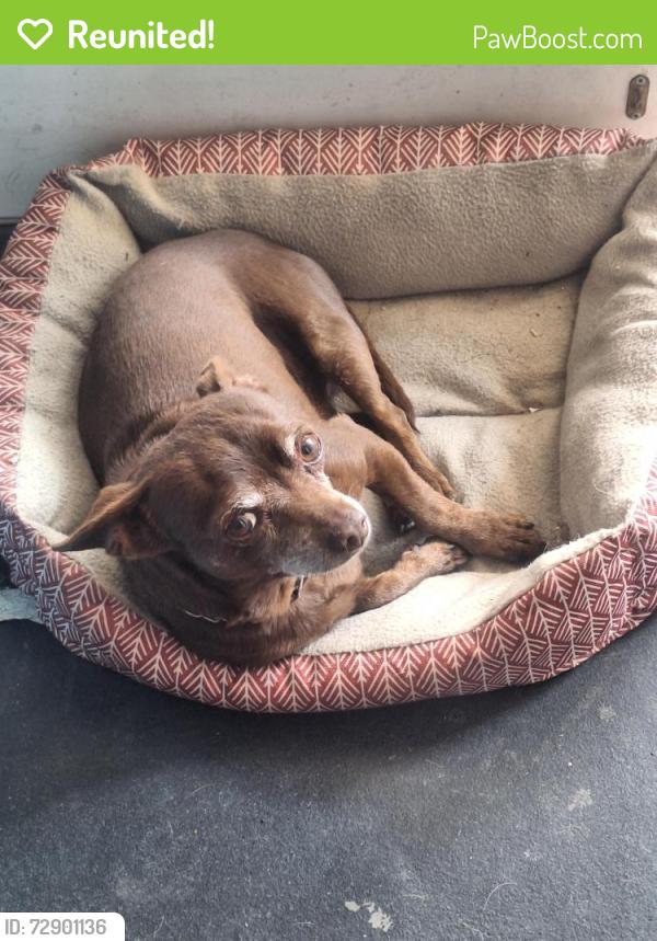 Reunited Male Dog last seen Mango Ave and San Bernardino , Fontana, CA 92335