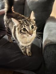 Reunited Unknown Cat last seen Briana Marie Way/Poplin Glenn, Indian Trail, NC 28079
