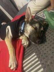 Reunited Female Dog last seen Magnolia center and Coronado way , Riverside, CA 92504