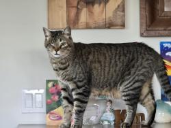 Reunited Male Cat last seen Spring Valley Academy, Spring Valley, CA 91977