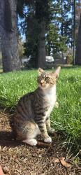 Lost Female Cat last seen Hillsboro-Silverton Hwy NE, Woodburn, OR 97071