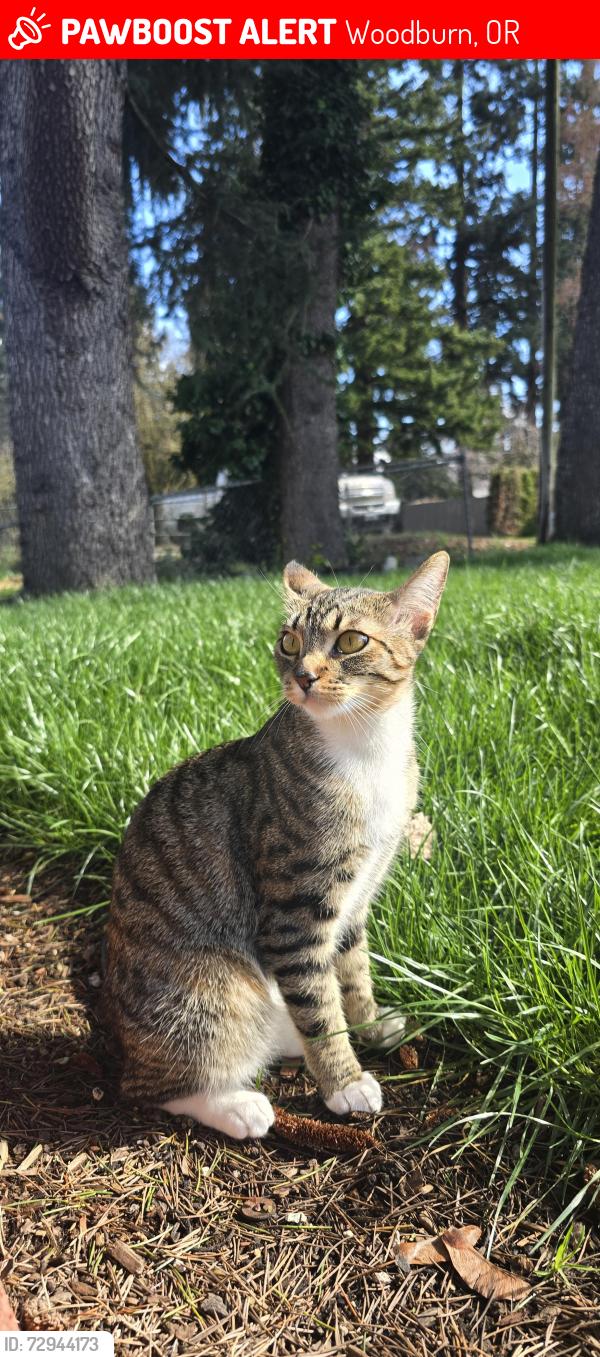Lost Female Cat last seen Hillsboro-Silverton Hwy NE, Woodburn, OR 97071