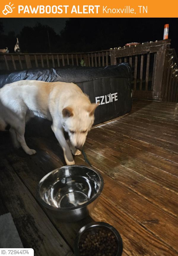 Found/Stray Unknown Dog last seen in old north knox, Knoxville, TN 37917
