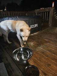 Found/Stray Unknown Dog last seen in old north knox, Knoxville, TN 37917