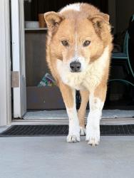 Reunited Male Dog last seen South of Russell Babb Elementary School, Harrah, OK 73045