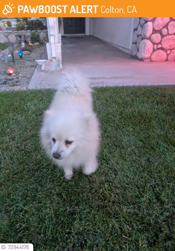 Found/Stray Female Dog last seen Rancho and citrus , Colton, CA 92324