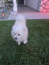 Found/Stray Female Dog last seen Rancho and citrus , Colton, CA 92324