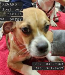 Reunited Female Dog last seen Fair oaks ave and alessandro, Pasadena, CA 91101