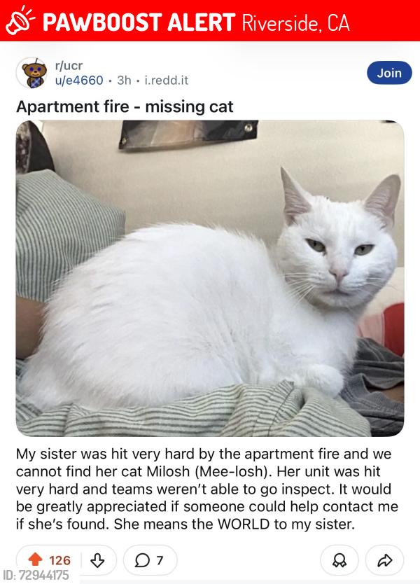 Lost Female Cat last seen Near UC Riverside, Riverside, CA 92507