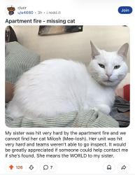 Lost Female Cat last seen Near UC Riverside, Riverside, CA 92507