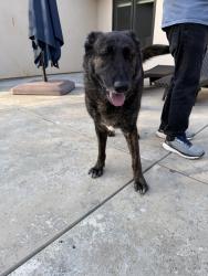Reunited Male Dog last seen Newcastle Rd, Placer County, CA 95658