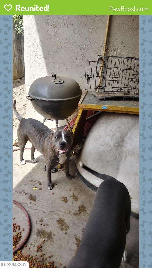 Reunited Female Dog last seen Hickcock/ Wagner Heights , Stockton, CA 95209