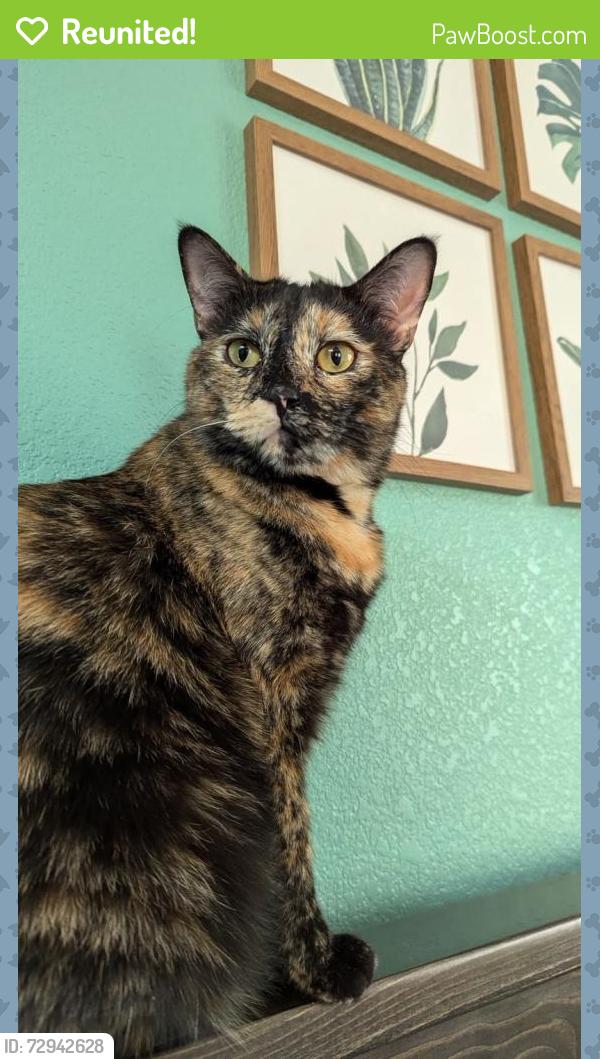 Reunited Female Cat last seen Lavender Ave. & 10th St SW, Loveland, CO 80537