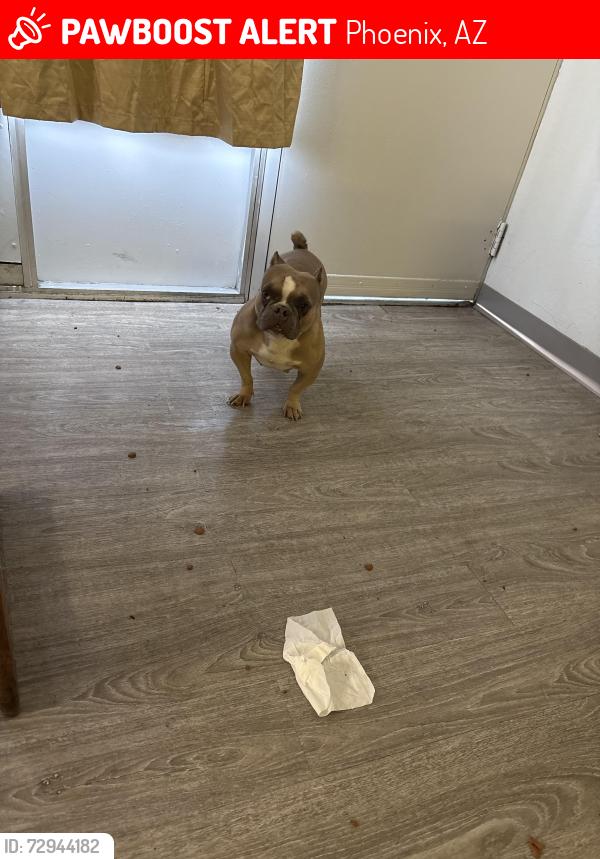 Lost Female Dog last seen Near S 2 ave , Phoenix, AZ 85003