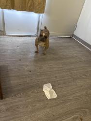 Lost Female Dog last seen Near S 2 ave , Phoenix, AZ 85003
