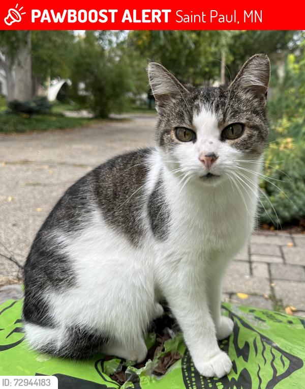 Lost Female Cat last seen Osage and Victoria, Saint Paul, MN 55117