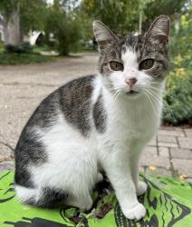 Lost Female Cat last seen Osage and Victoria, Saint Paul, MN 55117