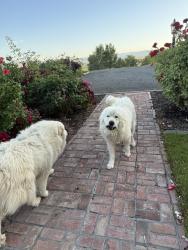 Found/Stray Unknown Dog last seen Summitview extension and Hillstone Dr. , Yakima, WA 98908