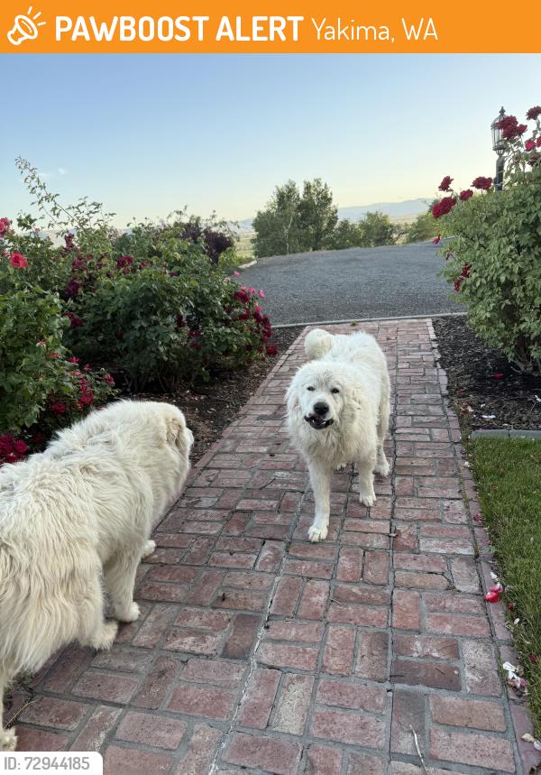Found/Stray Unknown Dog last seen Summitview extension and Hillstone Dr. , Yakima, WA 98908
