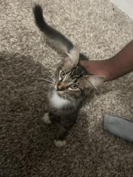 Found/Stray Male Cat last seen Gas station Morris rd Alpharetta , Alpharetta, GA 30005