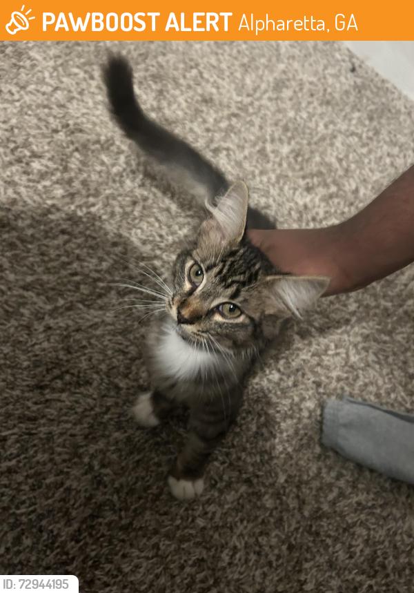 Found/Stray Male Cat last seen Gas station Morris rd Alpharetta , Alpharetta, GA 30005