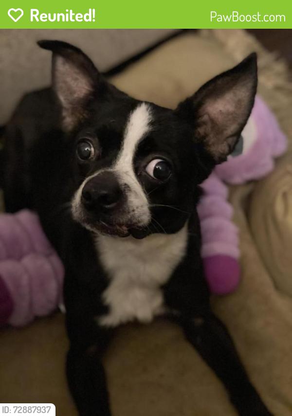 Reunited Male Dog last seen Near and Hensley Rd, Louisa County, VA 23117
