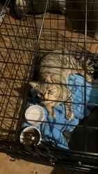 Found/Stray Male Cat last seen Eagle Lane and nw 16 th, Oklahoma City, OK 73008