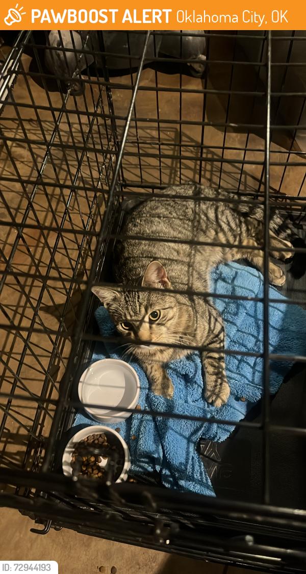 Found/Stray Male Cat last seen Eagle Lane and nw 16 th, Oklahoma City, OK 73008