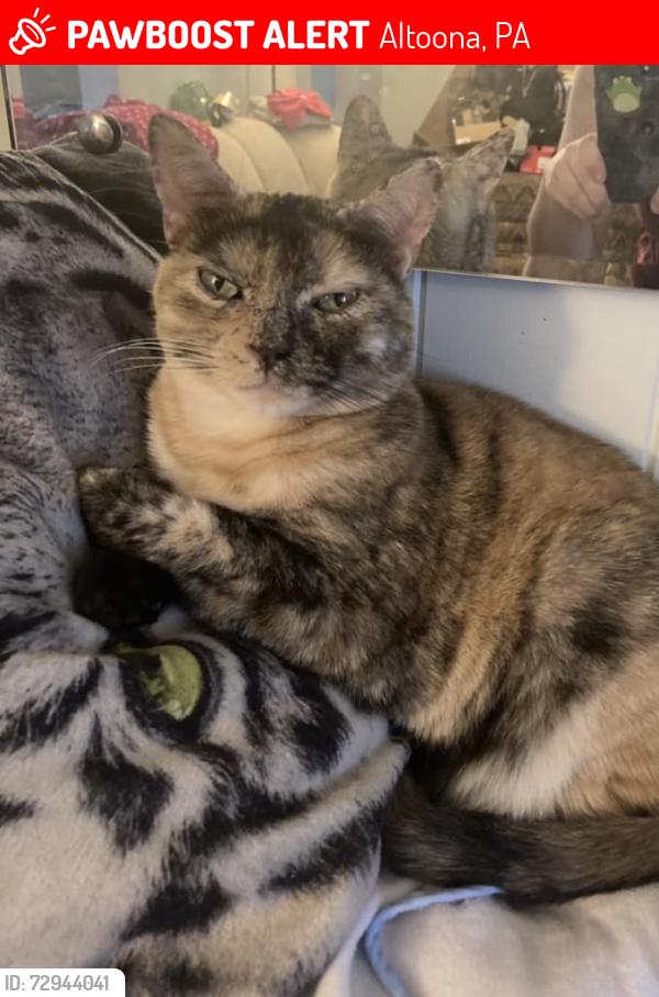 Lost Female Cat last seen The Learning Express, Altoona, PA 16602