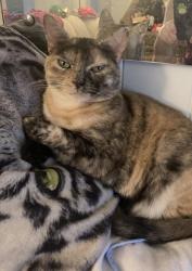 Lost Female Cat last seen The Learning Express, Altoona, PA 16602