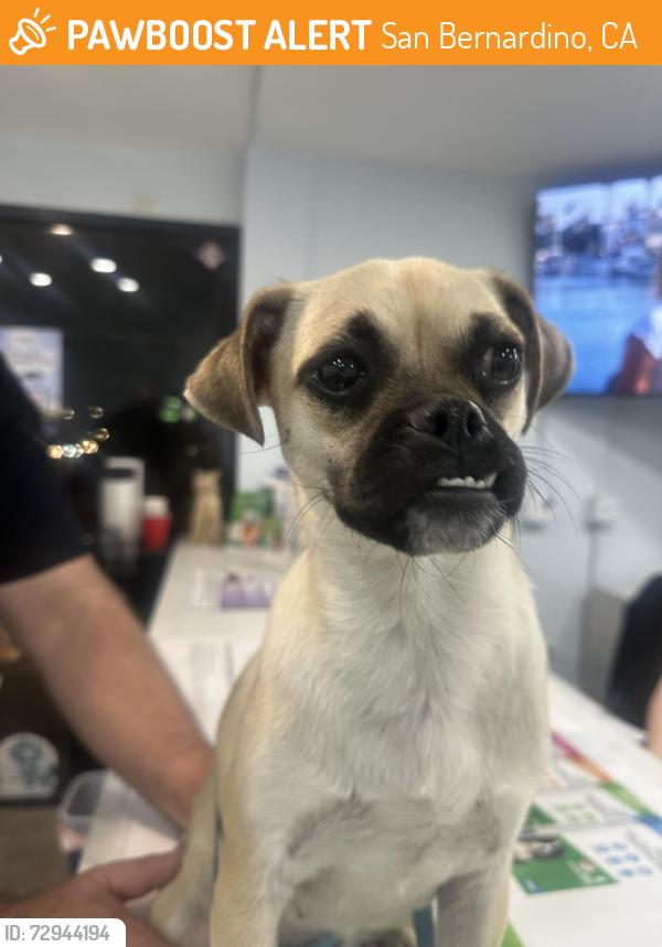 Found/Stray Female Dog last seen Heritage lane and Foxcroft lane , San Bernardino, CA 92408