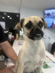 Found/Stray Female Dog last seen Heritage lane and Foxcroft lane , San Bernardino, CA 92408