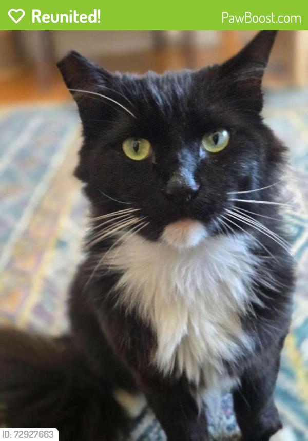 Reunited Male Cat last seen Near Noriega Street, San Francisco, San Francisco, CA 94122