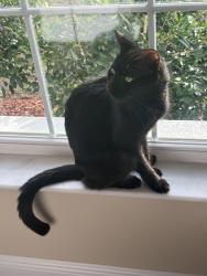 Reunited Male Cat last seen Pine ridge blvd and Elkham, Beverly Hills, FL 34465