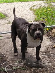 Lost Male Dog last seen Juniper Rd & Pinewood, Valparaiso, IN 46385