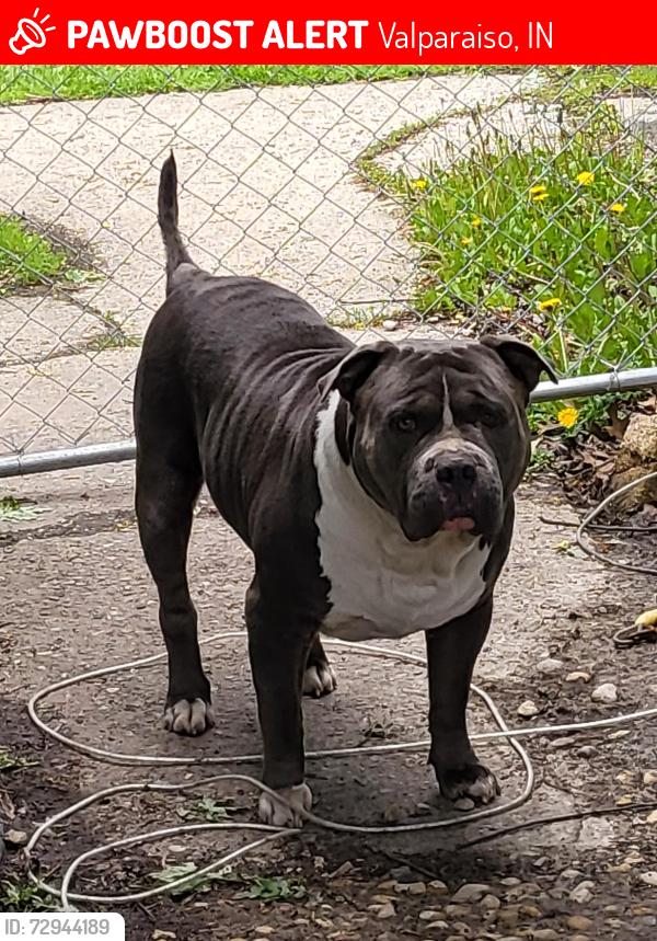 Lost Male Dog last seen Juniper Rd & Pinewood, Valparaiso, IN 46385
