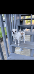 Lost Female Dog last seen 148th ave se & se 256th st , Kent, WA 98042