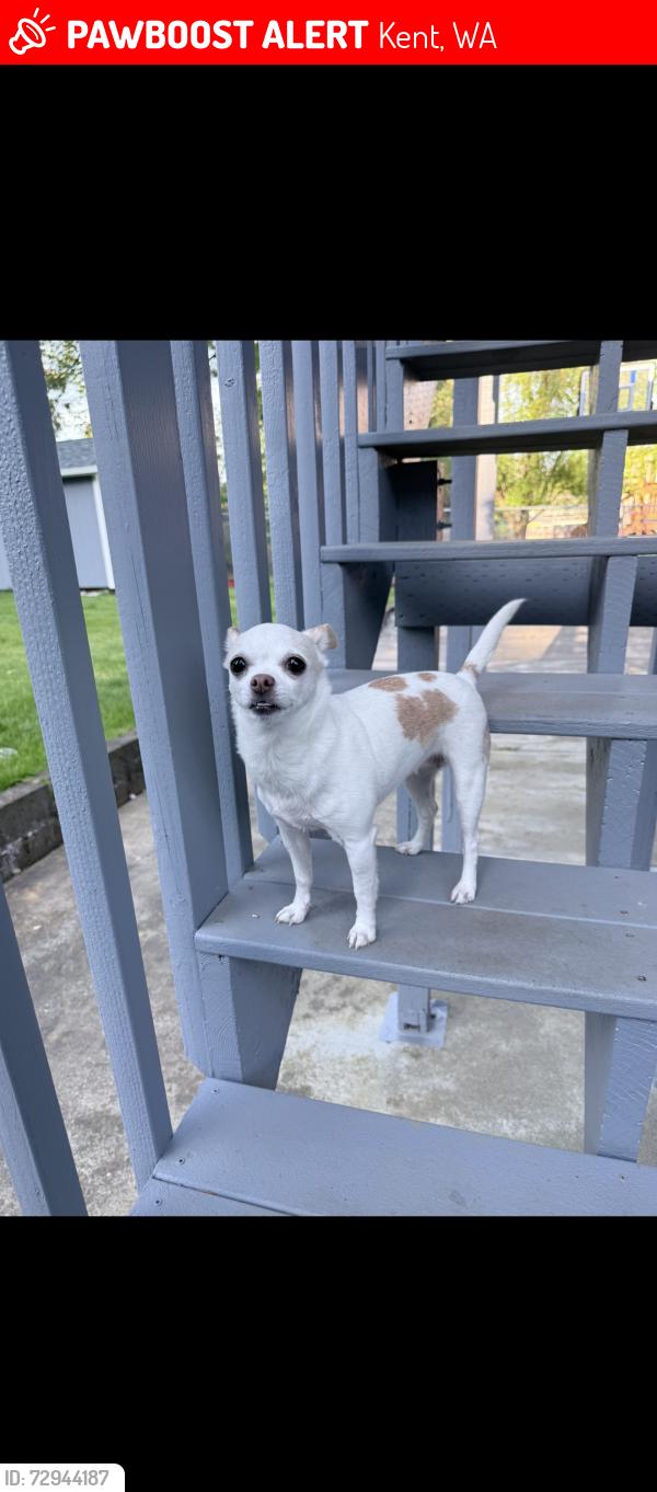 Lost Female Dog last seen 148th ave se & se 256th st , Kent, WA 98042