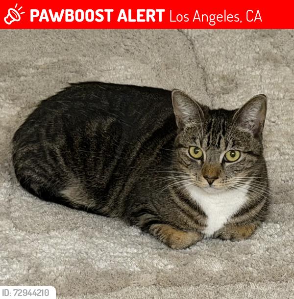 Lost Female Cat last seen Near Sepulveda Blvd, Los Angeles, CA 91345