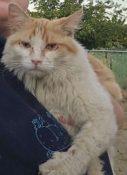 Reunited Unknown Cat last seen Gold street near school, Victorville, CA 92368