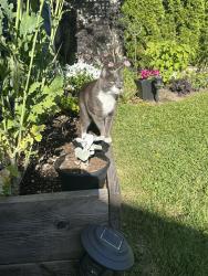 Reunited Unknown Cat last seen Beechwood and Lillian , Victoria, BC V8S 3W8