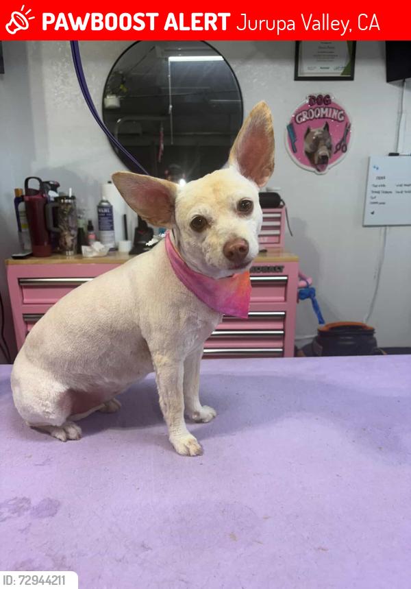 Lost Female Dog last seen Country Village 55 and Over apts, Jurupa Valley, CA 91752