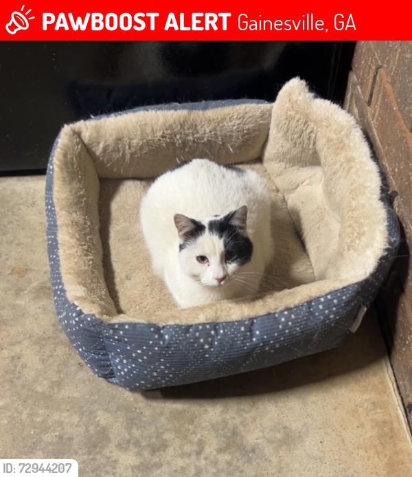 Lost Female Cat last seen Whites mill road, Gainesville, GA 30504