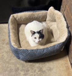 Lost Female Cat last seen Whites mill road, Gainesville, GA 30504