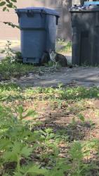 Found/Stray Female Cat last seen In my alley, currently living under my neighbor's shed. She has had kittens. N Penn Ave right between 26th Ave and 27th ave, Minneapolis, MN 55411