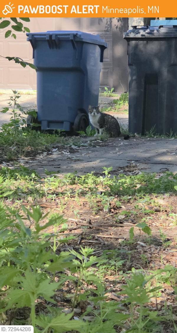 Found/Stray Female Cat last seen In my alley, currently living under my neighbor's shed. She has had kittens. N Penn Ave right between 26th Ave and 27th ave, Minneapolis, MN 55411