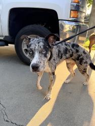 Found/Stray Male Dog last seen McRitchie way modesto ca, Modesto, CA 95355