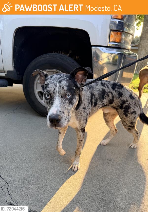 Found/Stray Male Dog last seen McRitchie way modesto ca, Modesto, CA 95355